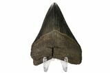 Fossil Megalodon Tooth - Georgia #158743-1